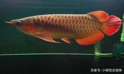 家養(yǎng)常見的大型觀賞魚圖片（家養(yǎng)常見的大型觀賞魚圖片） 月光鴨嘴魚苗 第2張