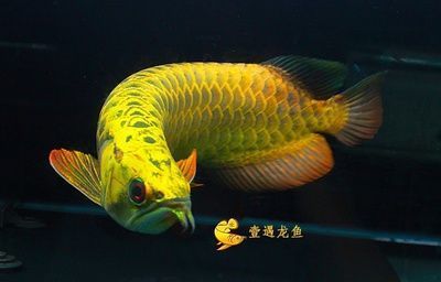 登封市市區(qū)亞歌魚具店（登封市市區(qū)亞歌魚具店電話號(hào)碼） 全國(guó)水族館企業(yè)名錄