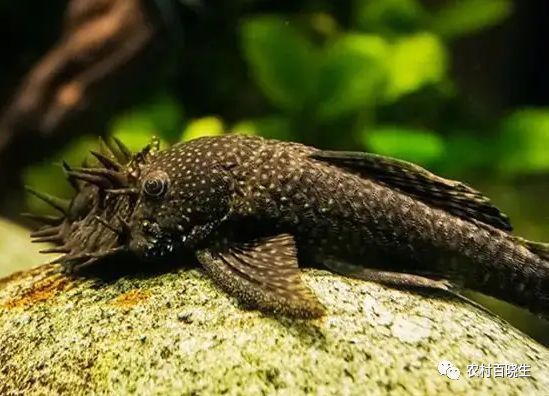 龍魚混蝴蝶鯉（如何正確混養(yǎng)龍魚和蝴蝶鯉） 水族問答