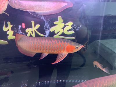 自己想做個魚缸