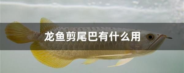 龍魚眼睛有白膜怎么治療好(龍魚眼有白膜是怎么回事)