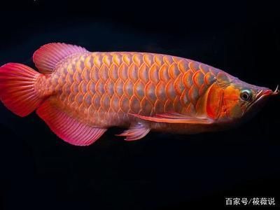 水族箱和普通魚缸的區(qū)別圖片對比 水族問答