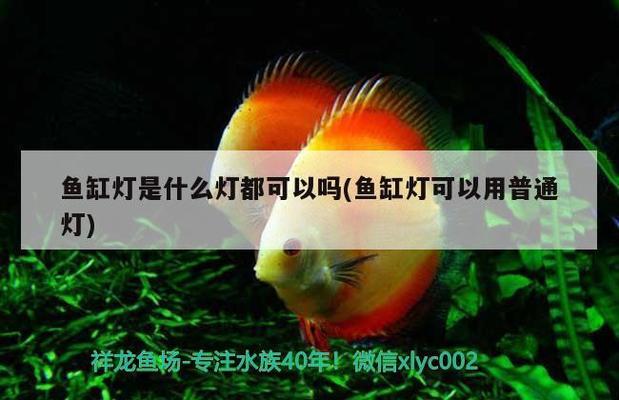 七彩神仙魚和銀龍魚可以混養(yǎng)嗎？