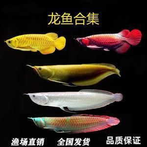 紅龍魚怎么養(yǎng)好看又漂亮的（紅龍魚怎么養(yǎng)好看又漂亮的視頻）