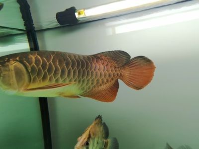 5mm厚魚缸玻璃能承重多少斤（5mm厚魚缸玻璃能承重多少斤呢）