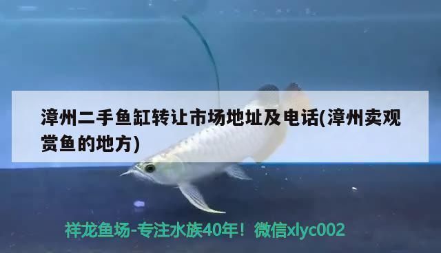 龍巖龍魚水族店：福建龍巖龍魚水族店