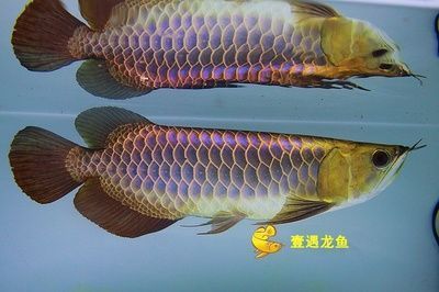 美人魚最怕遇到誰：美人魚最怕遇到誰腦筋急轉彎答案