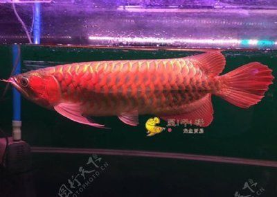 平?jīng)瞿睦镉匈u魚缸的地方啊圖片視頻（平?jīng)瞿睦镉匈u魚缸的地方啊圖片視頻大全）