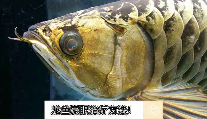 鹽城魚(yú)缸在哪買（鹽城魚(yú)缸在哪買便宜） 其他品牌魚(yú)缸