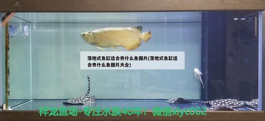 雷龍魚飼養(yǎng)手冊pdf全文（雷龍魚飼養(yǎng)手冊pdf全文免費閱讀） 觀賞魚水族批發(fā)市場