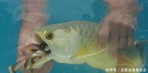 喀左縣利州街道魚你相遇水族生活館