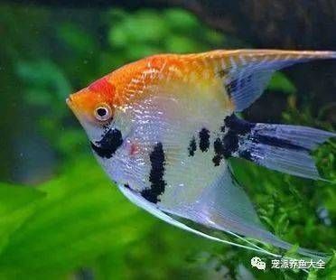 如何判斷月光鴨嘴魚(yú)苗健康狀況，判斷月光鴨嘴魚(yú)苗的健康狀況是養(yǎng)殖過(guò)程中的重要指標(biāo)