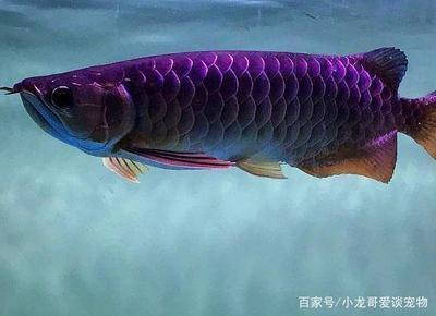 榮縣旭陽鎮(zhèn)斯博佳水族館（榮縣旭陽鎮(zhèn)斯博佳水族館電話）