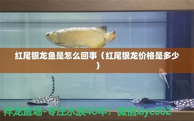 彩虹雷龍魚分公母圖片(彩虹雷龍公魚和母魚哪個(gè)漂亮) 球鯊魚