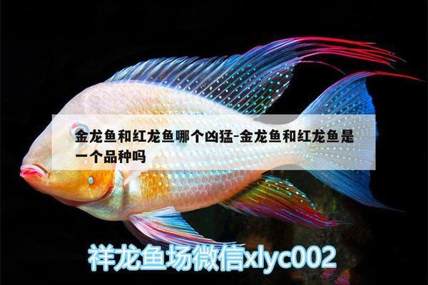 可以把觀賞魚帶到香港嗎英文 水族問(wèn)答 第2張