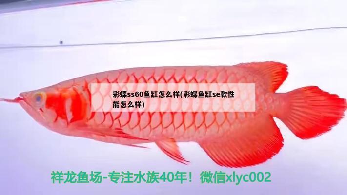 自制微型魚缸假山流水（自制微型魚缸假山流水怎么做） 量子養(yǎng)魚技術(shù)