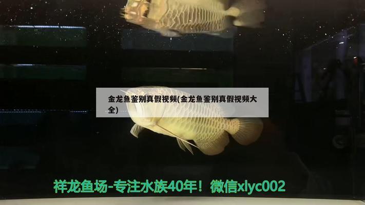 長春有加工魚缸的地方嗎（長春有加工魚缸的地方嗎在哪） 其他品牌魚缸