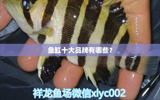 龍魚總在缸底游（龍魚總在缸底游是什么情況呢）