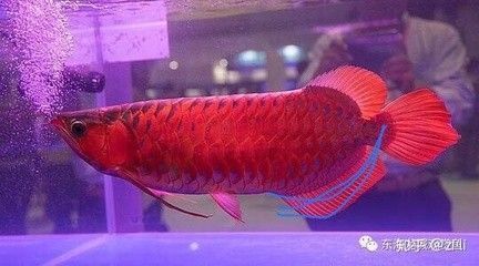 紅龍魚前寬后窄了怎么調整：-紅龍魚前寬后窄的體型問題調整 紅龍魚百科 第5張