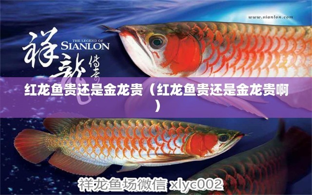 小玻璃魚缸怎么給魚制造氧氣視頻（小玻璃魚缸怎么給魚制造氧氣視頻教程）