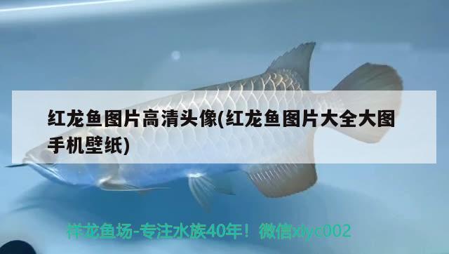 龙鱼变色怎么回事视频教程全集：如何通过颜色判断龙鱼健康 龙鱼百科 第4张