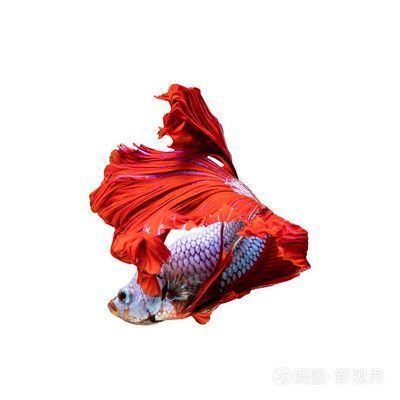 龍魚(yú)水溫33度可以嗎（龍魚(yú)在33度的水溫下能存活嗎，） 水族問(wèn)答