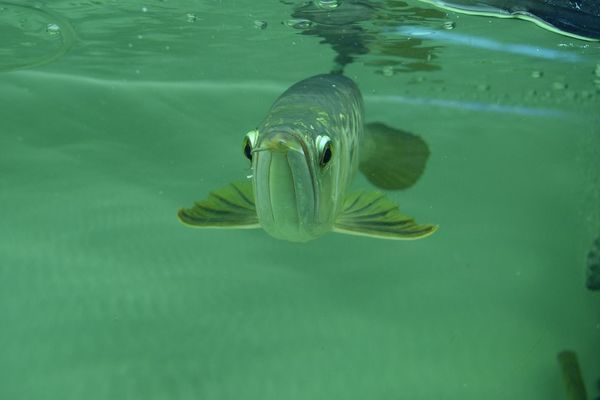 東莞魚缸定制（東莞魚缸定制廠家）