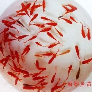 菏澤魚(yú)缸批發(fā)市場(chǎng)地址（菏澤觀賞魚(yú)批發(fā)市場(chǎng)） 觀賞魚(yú)批發(fā)