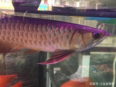 和田賣魚缸的地方(附近賣魚缸) 魚缸清潔用具