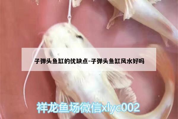 鱼缸保养上门费用多少合适（鱼缸保养上门费用多少合适呢）