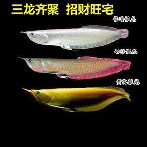 魚缸過濾棉用多久(魚缸過濾棉多久更換一次) 蘇虎