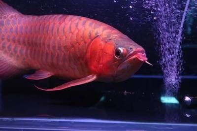 紅龍魚品牌飼料排行榜最新：紅龍魚飼料品質(zhì)排名