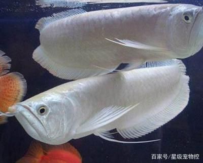 魚(yú)缸過(guò)濾器不轉(zhuǎn)了怎么辦（魚(yú)缸過(guò)濾器不轉(zhuǎn)了怎么辦視頻）