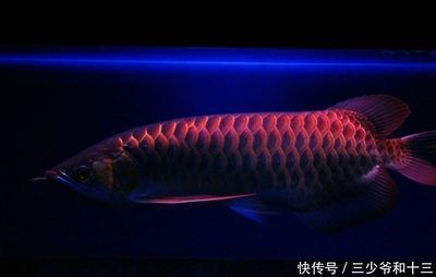 紅龍魚是什么地方產的品種（紅龍魚是什么地方產的品種圖片）