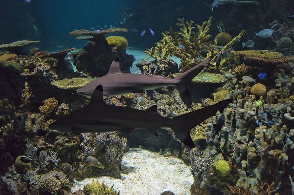 盘锦辽东湾新区邹强水族馆（盘锦辽东湾新区邹强水族馆电话）