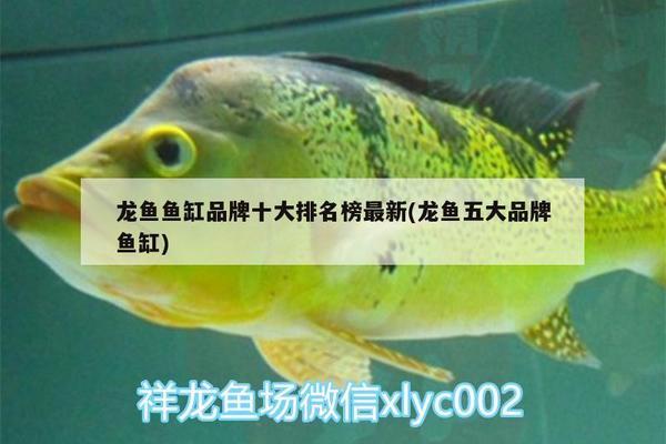 十大龍魚(yú)魚(yú)缸品牌有哪些：尚藝龍魚(yú)魚(yú)缸品牌：尚藝龍魚(yú)魚(yú)缸品牌龍魚(yú)魚(yú)缸品牌 魚(yú)缸百科 第2張