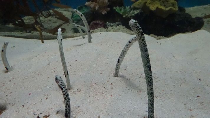 森森水族箱過濾系統(tǒng)安裝圖（森森水族箱下過濾濾材怎樣擺放圖） 魚缸/水族箱