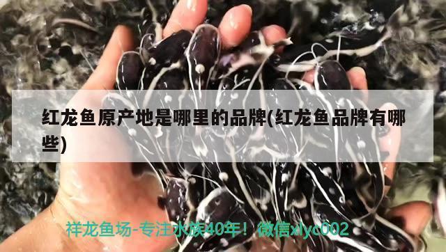 什么魚缸品牌好（魚缸品牌十大排名）