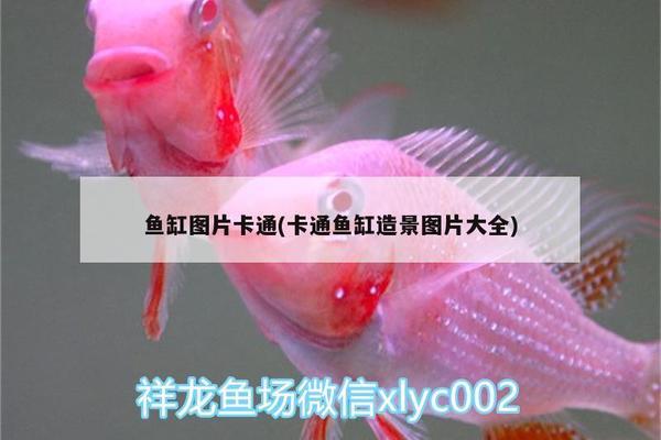 虎纹恐龙鱼的生长速度多少度算快？