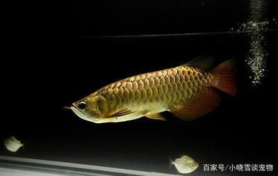 魚缸哪些品牌好：魚缸品牌推薦