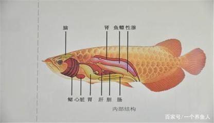 如何养护赤血红龙鱼：养护赤血红龙鱼需要注意以下几点需要注意以下几点