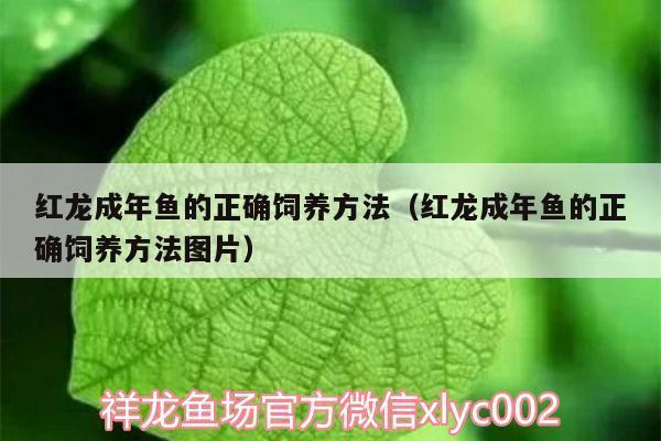 秦皇島金龍魚有限公司招聘電話：秦皇島金龍魚有限公司招聘電話號碼