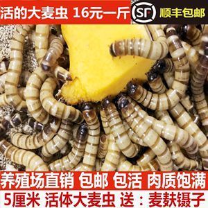 韓城觀賞魚批發(fā)市場(chǎng)（韓城觀賞魚批發(fā)市場(chǎng)地址）