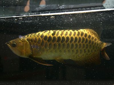 魚缸架子用什么材料好一點兒（魚缸架子用什么材料好一點兒呢）