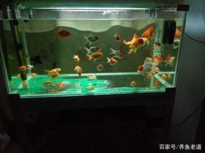 金龍魚吃食物視頻播放（金龍魚吃食物視頻播放大全）