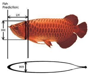 魚缸用二氧化碳片管用嗎（魚缸用二氧化碳片管用嗎視頻）