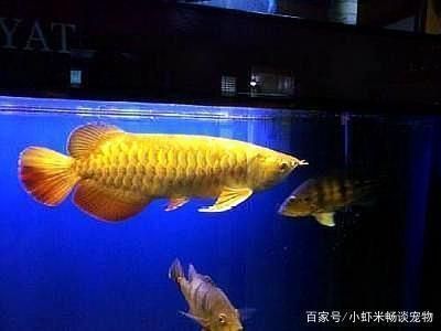 洪洞縣城虹通大道精創(chuàng)水族漁具戶外部（洪洞漁具店） 全國(guó)水族館企業(yè)名錄