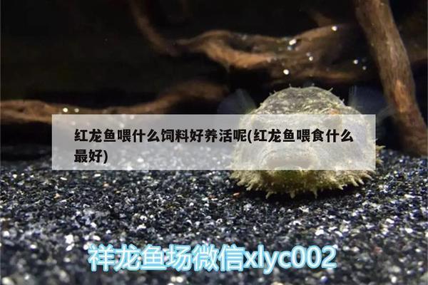 靖邊縣森森水族門市部（涇陽森森水族）