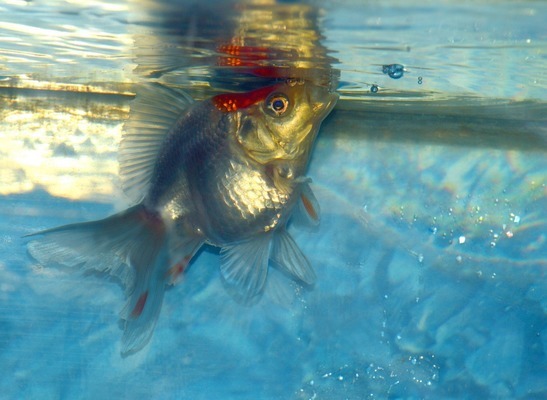 一缸幾魚(yú)一壺茶 女王大帆魚(yú)苗