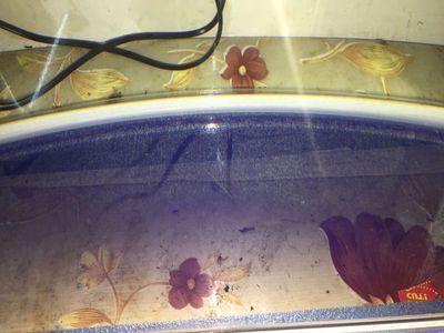 什么飼料喂魚長得快些(魚吃什么飼料長得快) 廣州水族器材濾材批發(fā)市場